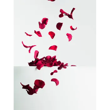 Rose Petal 